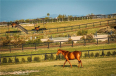  Home for Sale in Santa Ynez, California