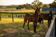  Land for Sale in Santa Ynez, California